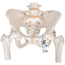 Esqueleto pelvis femenino Modelos anatómicos FISIOGREX uso clínico,médico,hospitalario,dental y laboratorio.