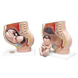 Maniquí enseñanza pelvis de embarazo Modelos anatómicos FISIOGREX uso clínico,médico,hospitalario,dental y laboratorio.
